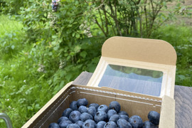 ブルーベリー　ニューハノーバー　糖度14度超　酸味と甘さのバランスが最高　生食やスイーツのトッピングに最適な品種です　贈り物にもどうぞ　写真の箱を2個セットでお送りします