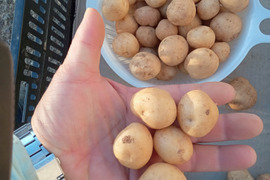 ホッカイコガネの通販｜じゃがいも｜食べチョク｜産地直送(産直