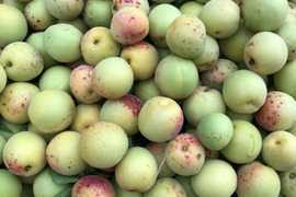 梅干し用　梅　1kg   自然栽培　完熟間近！
