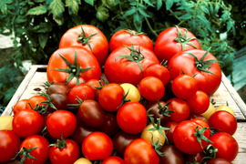 【食べ比べ2kgセット】🍅完熟トマト1.5kg(8〜12玉)・カラフルミニトマト500gの食べ比べセット🍅総量2kg