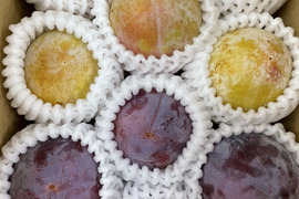 一度は食べてみて！すももの王様 ＆お姫様【皇寿＆秋姫】家庭用