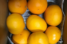 ゴリゴリ食感が美味しい！春峰（しゅんぽう）3.5kg