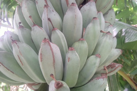 奄美大島産✿貴重な島バナナ1.2キロ◎もっちりねっとり感が大好評の人気のバナナ◎期間数量限定✿安心安全の農薬不使用栽培です