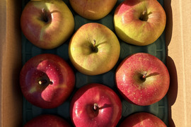 訳あり ２種SET サンふじとぐんま名月 3キロ箱使用 9～13玉