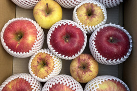 訳あり 大玉サンふじと小～中玉 ぐんま名月 5キロ箱  長野県産