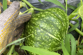ほくほく伝統野菜!黒皮甘栗かぼちゃ