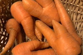 【訳あり】子どもの野菜　栽培期間中農薬不使用・自然栽培　ベストセラーニンジン（2㎏）