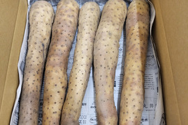 ネバリスター☆　食べきりサイズ(^^♪　３ｋｇ