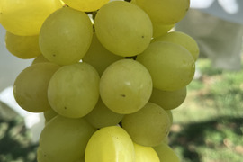 🉐2026年予約 果汁たっぷり！シャインマスカット家庭用約1.2kg(2〜4房)