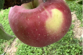 青森県産早生ふじ　上実 2.5kg