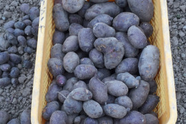 大地が育んだ黒紫の奇跡！ジャガイモ・タワラマゼラン、2㎏　特別な甘みと粘りを食卓へ！🥔✨