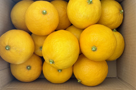 果汁たっぷり淡路島産マイヤーレモン2kg（サイズ不揃い）