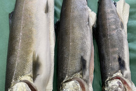 琵琶湖産　天然ビワマス　鮮魚　大　46〜55㌢ 800〜1500㌘
