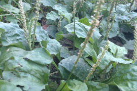 オオバコの葉 60枚【自然栽培】☆身近な和ハーブ🌿大葉子☆オオバコ☆畑横の管理された場所に群生しているオオバコ☆🌿🏣ゆうパック