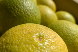 3K３セットまとめ　特売セール　黄色く酸っぱさと甘さが増えている【自然栽培】 かぼす　3K×３個