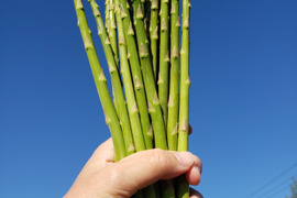 鮮度抜群！那須高原アスパラ細い1kg