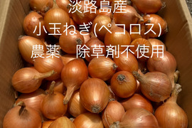 農薬、除草剤不使用！淡路島 小玉ねぎ(ペコロス) 11kg 【コロッと可愛い】切らずに丸ごと！旨味が凝縮した淡路島のペコロス