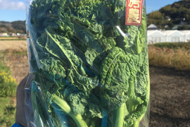 生産量日本一！南房総の『菜花（なばな）』250g×4袋（1kg）