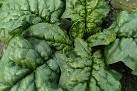 北海道産ちぢみほうれん草　200ｇ×5袋