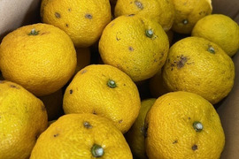 【季節限定】 訳あり家庭用　ゆず2正味㎏（20個〜23個）