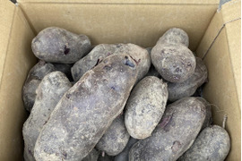【自然栽培】農薬を10年以上使用していない土で育てた【シャドークイーン】3ｋｇ
