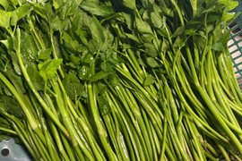 せりの通販｜その他茎野菜｜食べチョク｜産地直送(産直)お取り寄せ通販
