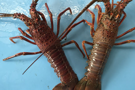お刺身にどうですか❓
2尾で400g位　
千葉県九十九里産　活伊勢海老