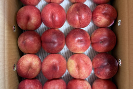 ネクもも🍑ハネージュ🍑3キロ箱　規格外　訳あり