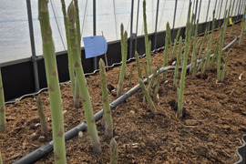 香川県産アスパラガスさぬきのめざめLサイズ１㌔