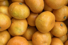 甘さしか勝たん!宮川早生みかん5キロ家庭用。
糖度13！！ご賞味ください。