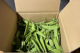 和歌山県産【絹さや】（秀品）500g