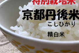 【おまけもち米付】R4年産 新米特別栽培米 京都丹後こしひかり 精白米 3K