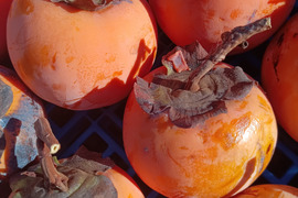 自然栽培の渋柿🍊約3kg【数量限定❗❗】子供に食べさせたい😋🍚ばぁばのモノスゴイ果物🍊🍊🍊✨✨✨
