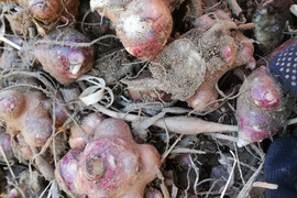 自然栽培ヤーコンの芋（塊茎）5kg（土付き、箱の重さ込み）