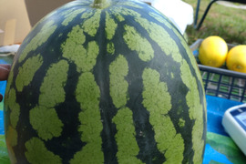 【単品🏣ゆうパック】スイカ🍉大玉🍉８キロサイズ☆大玉☆Ｌサイズ☆農薬、除草剤、化学肥料不使用🏣ゆうパック100サイズで発送☆