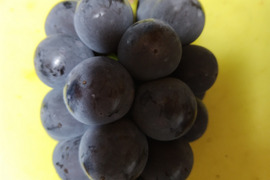 棚田で育てた🍇岡山県産オーロラブラック＆ニューピオーネ２ｋｇ（ご家庭用）食べ比べセット