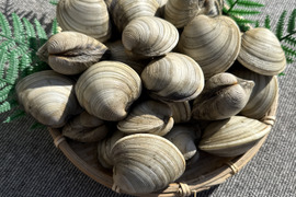 期間限定！増量中！！活　江戸前　船橋三番瀬ホンビノス貝　(千葉ブランド水産物認定品) 1個50g〜100g  2kg