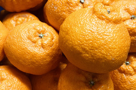 【農家直送】完熟 不知火（しらぬい）家庭用5kg 愛媛産  デコポン系 甘い 柑橘