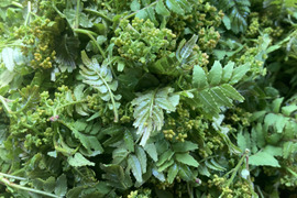 京都産　天然　葉付き花山椒　300グラム