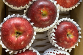 サンジョナゴールド（規格外品）２Kg６個から10個入り🍎