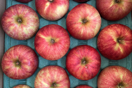 【夏りんご】青森県産りんご 「つがる」家庭用 約10kg(5kg×2箱)キズ有 【光センサー選果・クール】