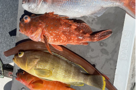 明日朝まで限定！捕れたて！ヤガラ・タイ・カサゴ・アオナ・アカハタ 約4kg 長崎県対馬市(内臓・鱗処理済)