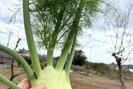 イタリア野菜　フェンネル２株　農薬・化学肥料不使用で大切に育てました！