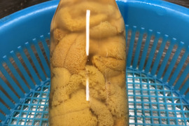 6月初旬から順次発送！北三陸たのはた産　塩水生うに　150gx2本