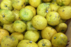 癒しの香り♪約2ｋｇ、本柚子（ゆず）、規格外、サイズ混合、