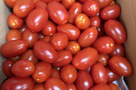 訳ありアイコ1.5kg箱(A品)全てヘタ無し♪傷あり。【朝どれ】美味しい＋満足‼︎おすすめアイコ