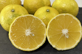 鹿児島県産　完熟【黄金柑】2ｋｇ程度