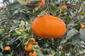 愛媛県今治関前岡村産訳あり甘平4号みかん4キロ（箱込）農薬不使用　化学肥料不使用