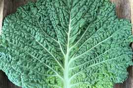 【ロールキャベツ専用】 サボイキャベツ リーフ16枚