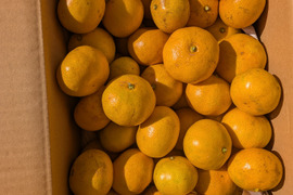 最終『値下げ』和歌山県橋本市産　最小限の農薬と除草剤未使用　ご家庭用小粒みかん(約10キロ箱込)4cm大のサイズ多め